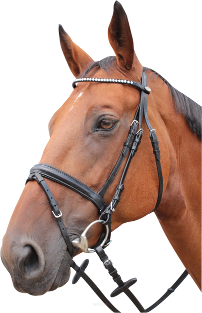 KENTAUR Ogłowie Springfield, czarny